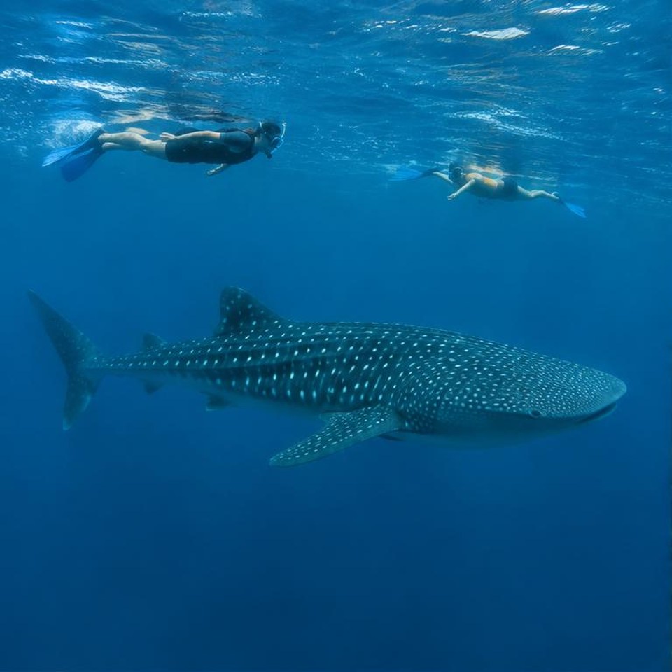 Illustrative whale shark & manta tours scene