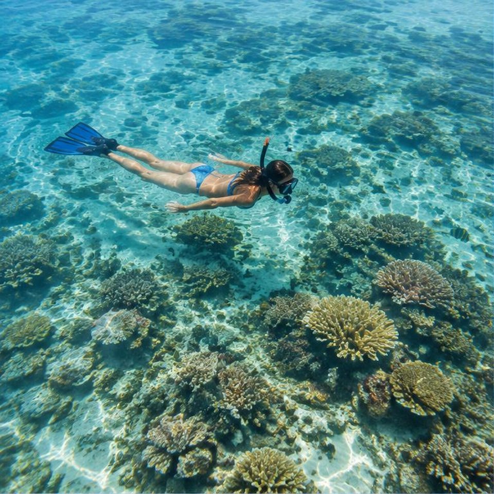 Illustrative snorkeling & diving scene